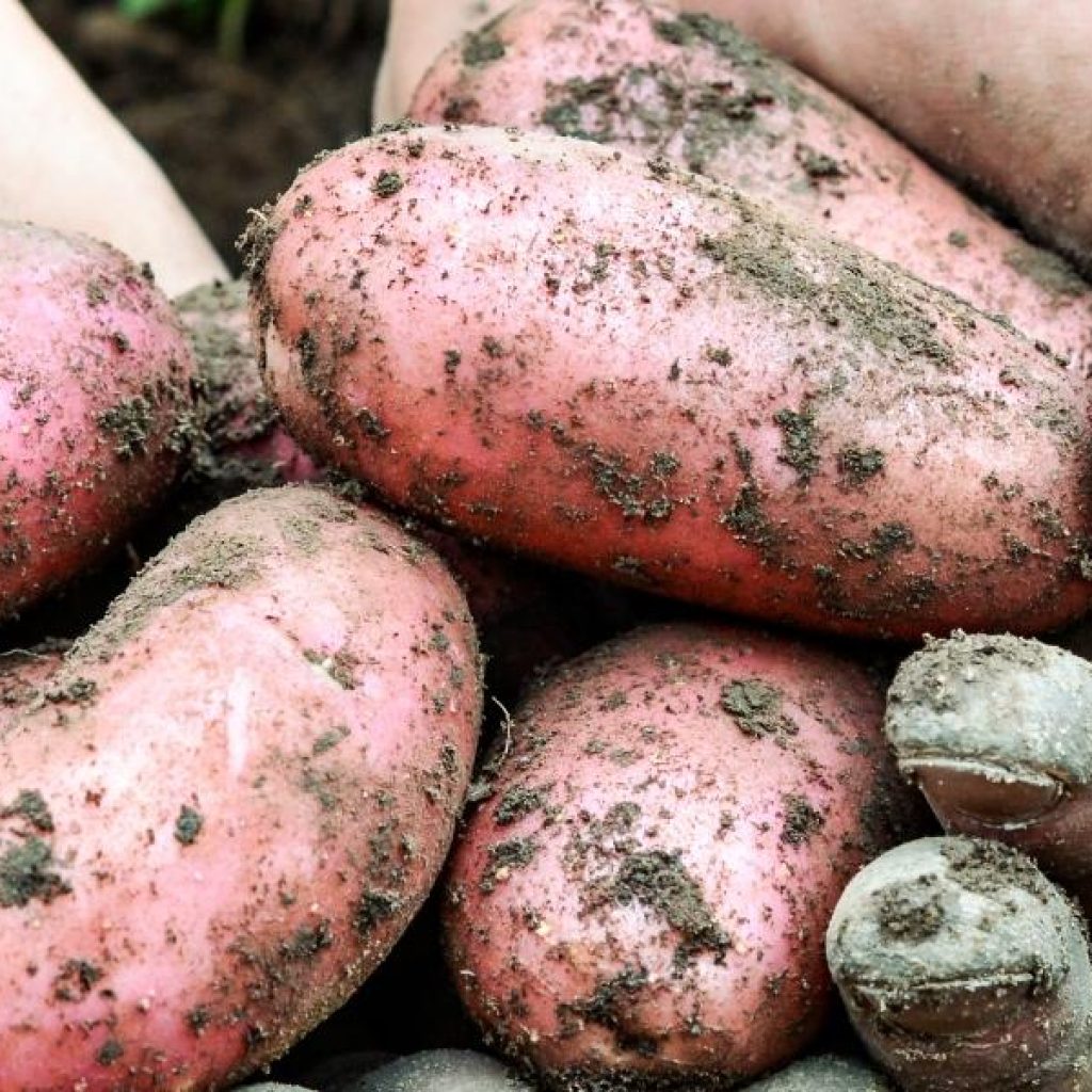 Kartoffeln liegen in Händen